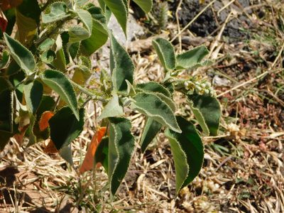 Croton ciliatoglandulifer, photographed by Jonathan Rodriguez