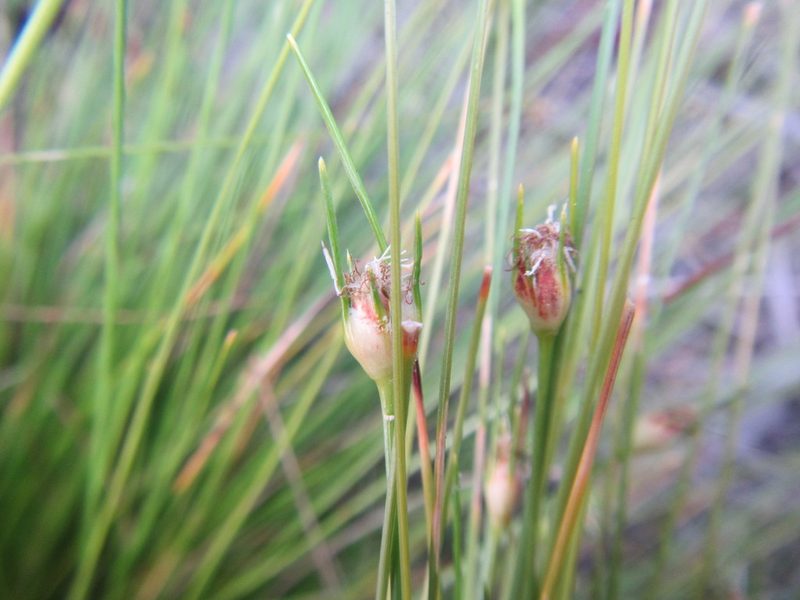 Ficinia capitella, photographed by douglaseustonbrown
