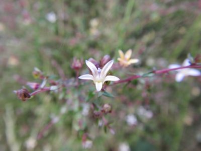 Wahlenbergia parvifolia, photographed by douglaseustonbrown