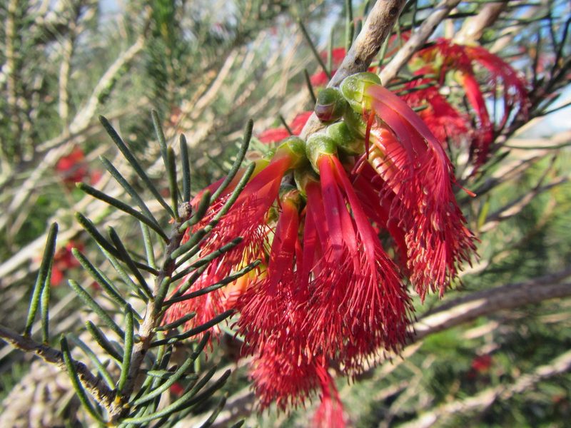 Melaleuca quadrifida, photographed by douglaseustonbrown