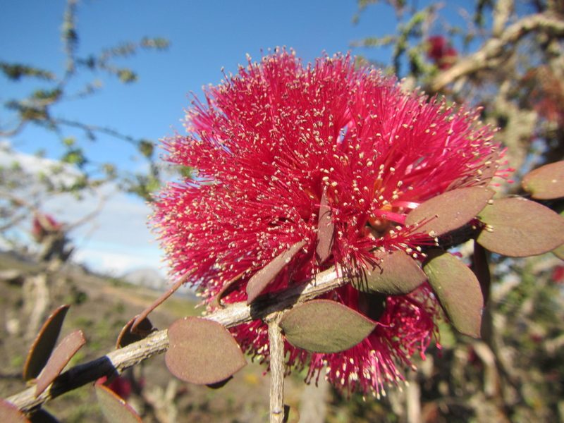 Melaleuca elliptica, photographed by douglaseustonbrown