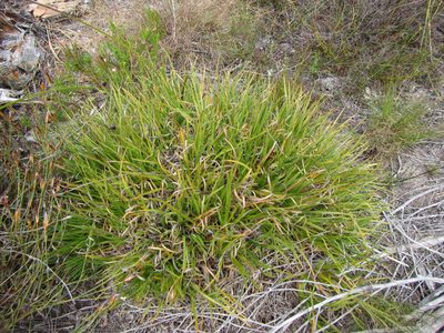 Capeobolus brevicaulis, photographed by douglaseustonbrown