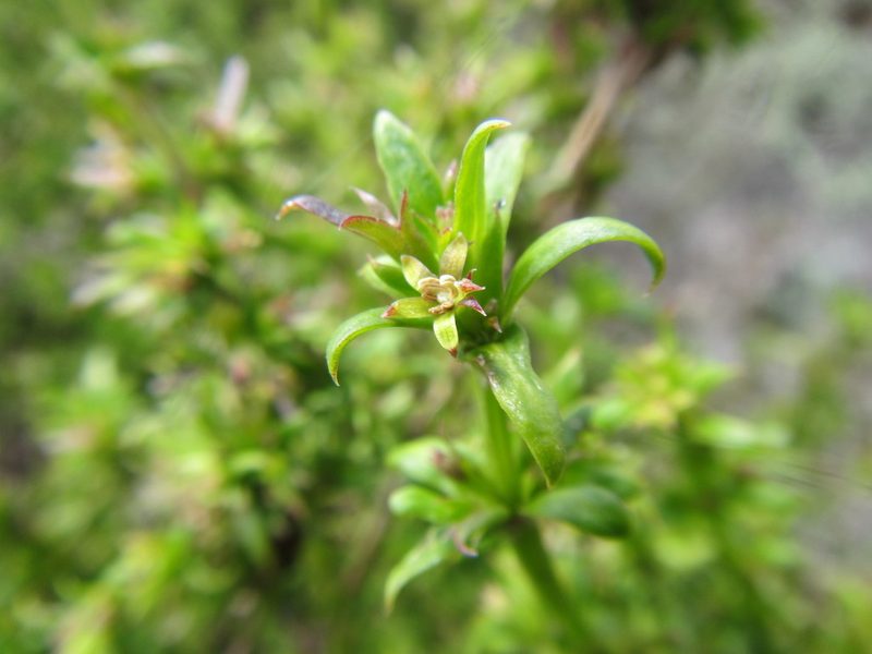 Carpacoce spermacocea, photographed by douglaseustonbrown