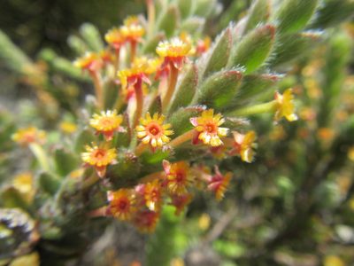Struthiola tomentosa, photographed by douglaseustonbrown