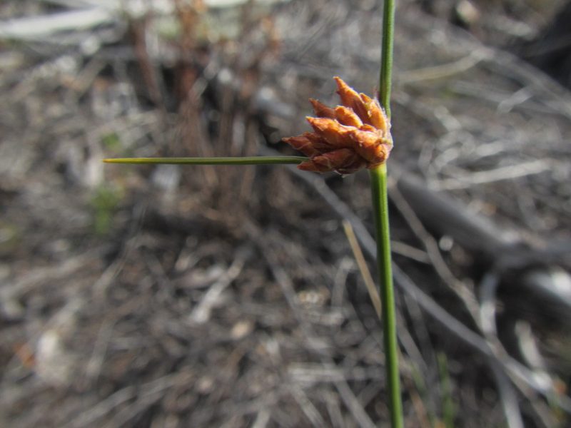 Ficinia ecklonea, photographed by douglaseustonbrown