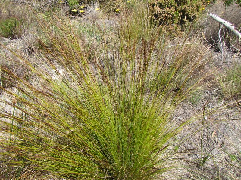Tetraria fasciata, photographed by douglaseustonbrown
