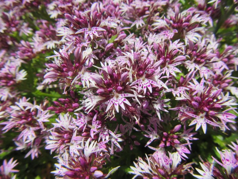 Lobelia jasionoides, photographed by douglaseustonbrown