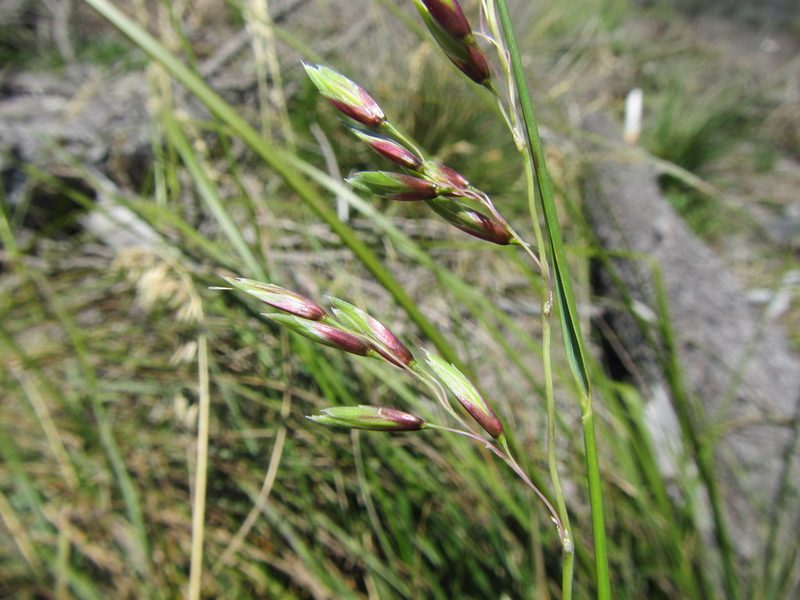 Ehrharta longifolia, photographed by douglaseustonbrown