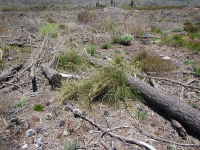 Ehrharta longifolia, photographed by douglaseustonbrown