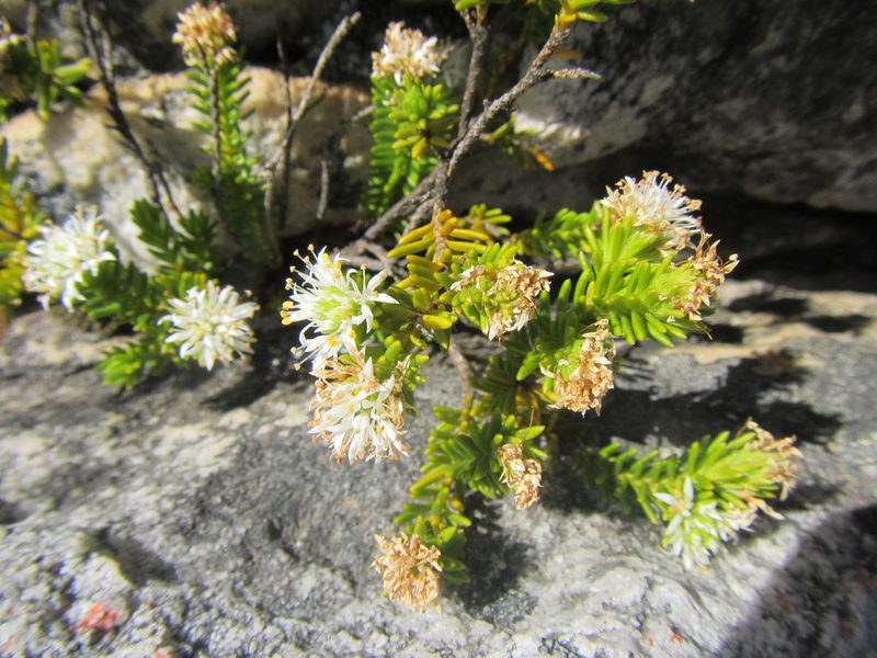 Stilbe rupestris, photographed by douglaseustonbrown