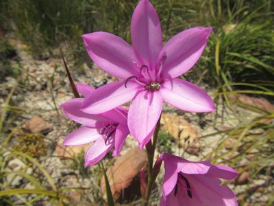 Watsonia borbonica, photographed by douglaseustonbrown