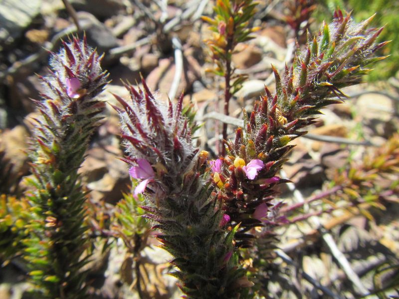 Muraltia thunbergii, photographed by douglaseustonbrown