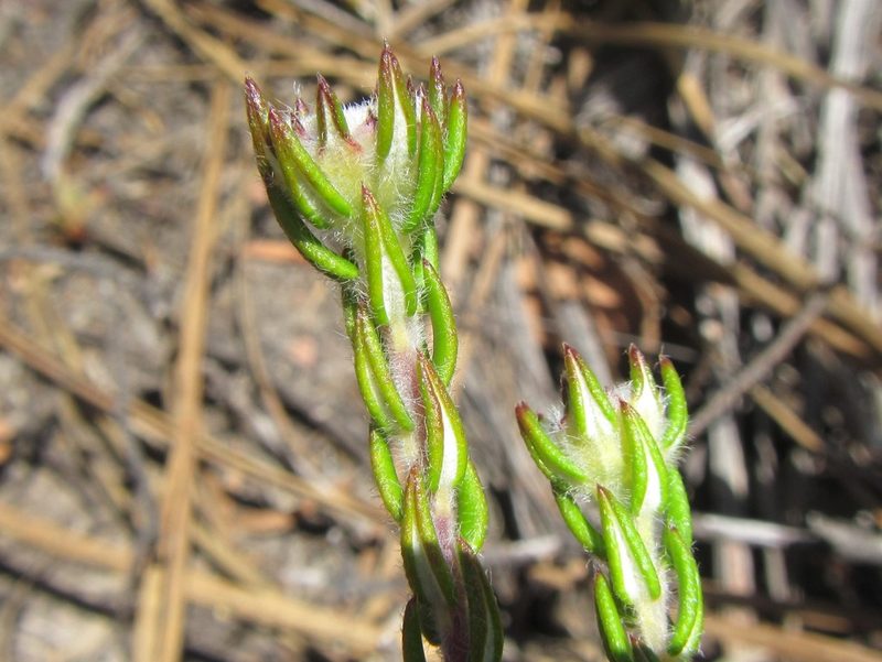Phylica atrata, photographed by douglaseustonbrown