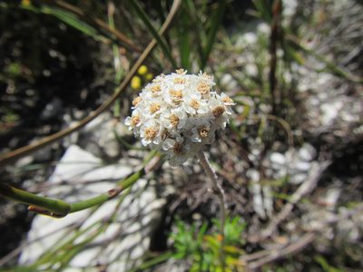 Anaxeton asperum, photographed by douglaseustonbrown