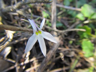 Lobelia pubescens, photographed by douglaseustonbrown