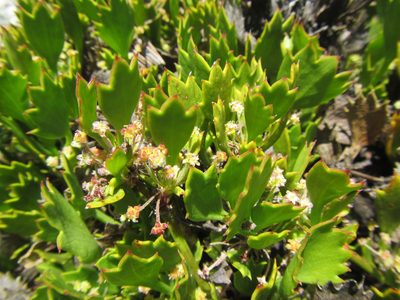 Centella triloba, photographed by douglaseustonbrown