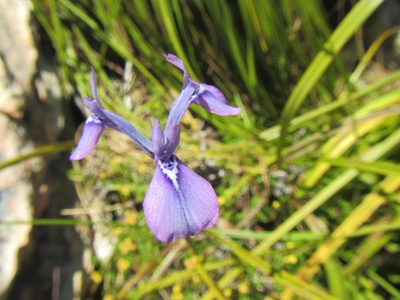 Moraea tripetala, photographed by douglaseustonbrown