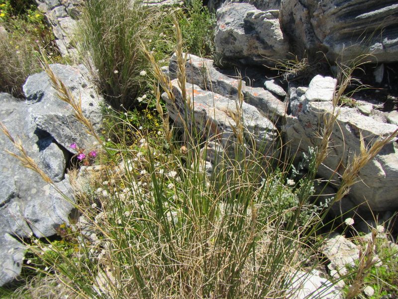 Pentameris macrocalycina, photographed by douglaseustonbrown