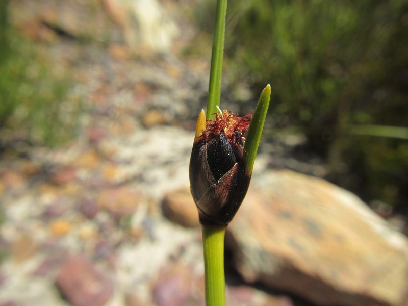 Ficinia levynsiae, photographed by douglaseustonbrown
