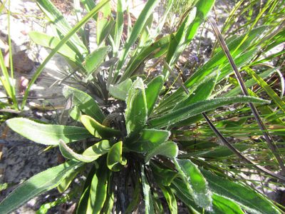 Mairia coriacea, photographed by douglaseustonbrown