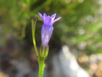 Siphocodon spartioides, photographed by douglaseustonbrown