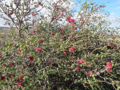 Melaleuca elliptica, photographed by douglaseustonbrown