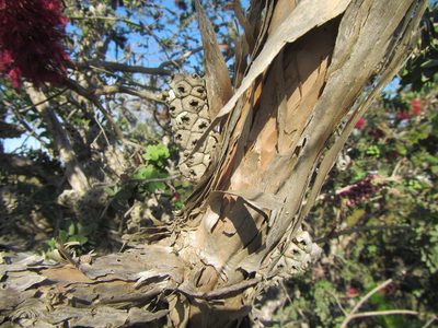 Melaleuca elliptica, photographed by douglaseustonbrown