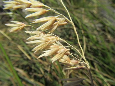 Ehrharta longifolia, photographed by douglaseustonbrown