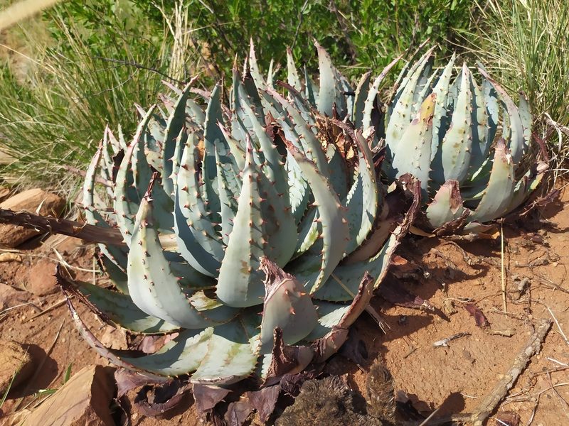 Aloe peglerae, photographed by Innes Buchner