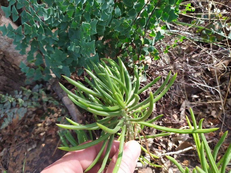 Senecio barbertonicus, photographed by Innes Buchner