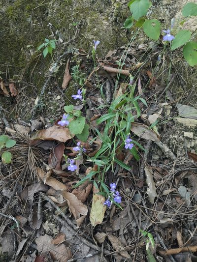 Lobelia sublibera, photographed by Ana Epigmenio