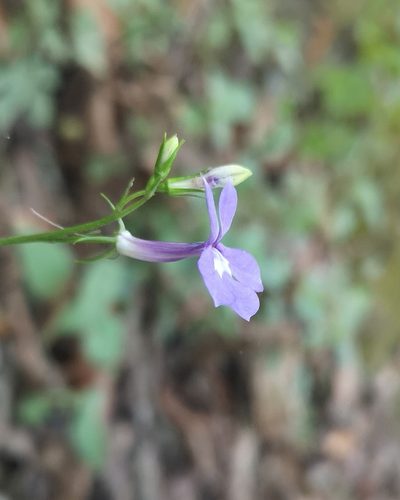 Lobelia sublibera, photographed by Ana Epigmenio