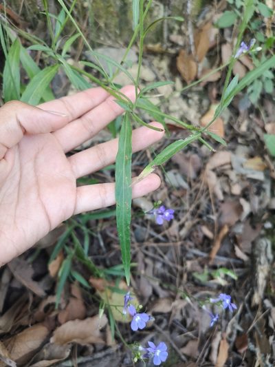 Lobelia sublibera, photographed by Ana Epigmenio