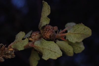 Quercus dumosa, photographed by Madeleine Claire