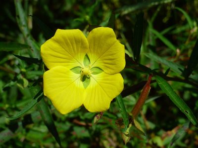 Ludwigia bonariensis, photographed by Ezequiel Racker