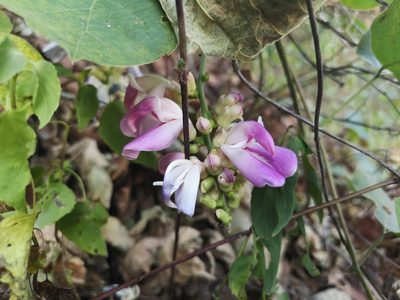 Canavalia septentrionalis, photographed by Ana Epigmenio