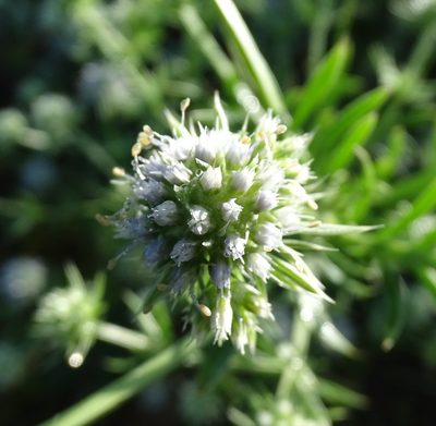 Eryngium aromaticum, photographed by Stan Shebs