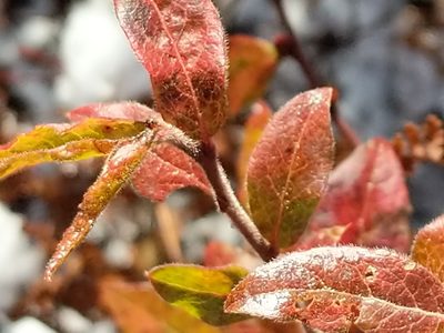 Vaccinium myrtilloides, photographed by Matt Schultz