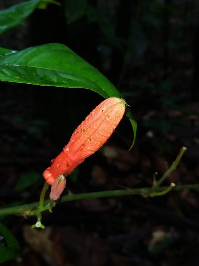 Passiflora glandulosa, photographed by Guillaume Delaitre