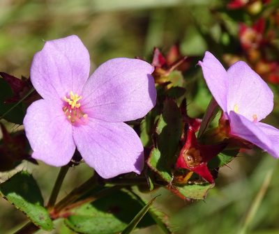 Rhexia petiolata, photographed by Stan Shebs