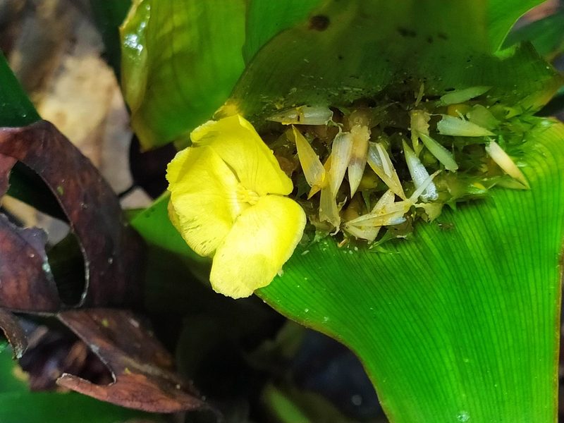 Rapatea paludosa, photographed by Guillaume Delaitre
