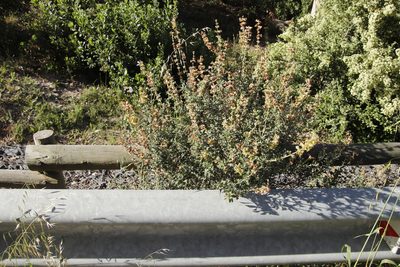 Salvia africana, photographed by Tony Rebelo