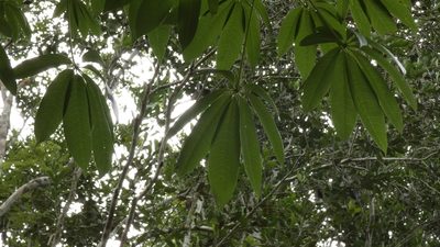 Ceiba pentandra, photographed by Ben Costamagna
