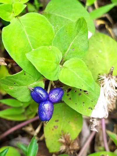 Coccocypselum guianense, photographed by Guillaume Delaitre