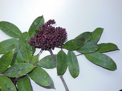 Zanthoxylum melanostictum, photographed by Neptalí Ramírez Marcial