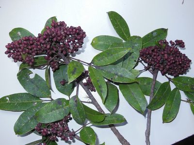 Zanthoxylum melanostictum, photographed by Neptalí Ramírez Marcial