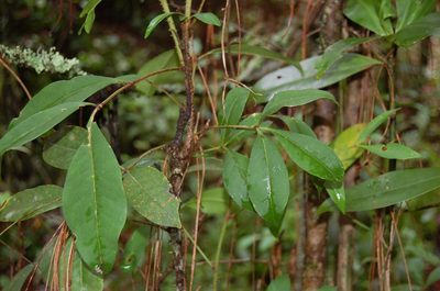 Zanthoxylum melanostictum, photographed by Neptalí Ramírez Marcial