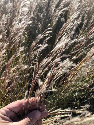 Schizachyrium littorale, photographed by Sam Kieschnick
