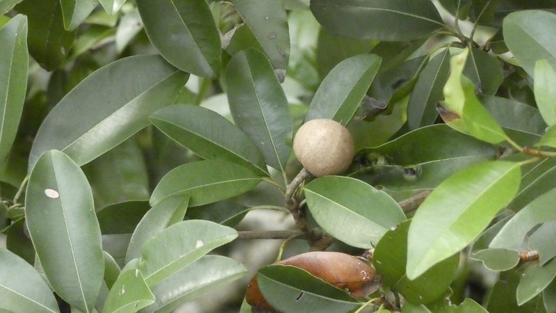 Manilkara zapota, photographed by Ben Costamagna