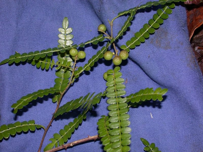Zanthoxylum foliolosum, photographed by Neptalí Ramírez Marcial